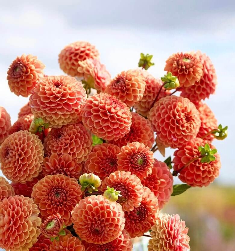 Dālija 'Cornel Bronze' 1 gums