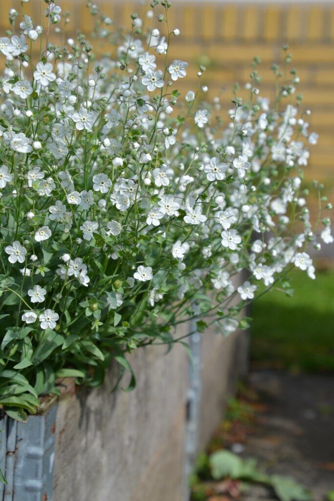 Venus's navelwort ‘Little Snow White’ (Omphalodes linifolia) 20 seeds