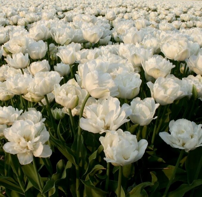 Tulpe ‘Mount Tacoma’, 5 sīpoli 