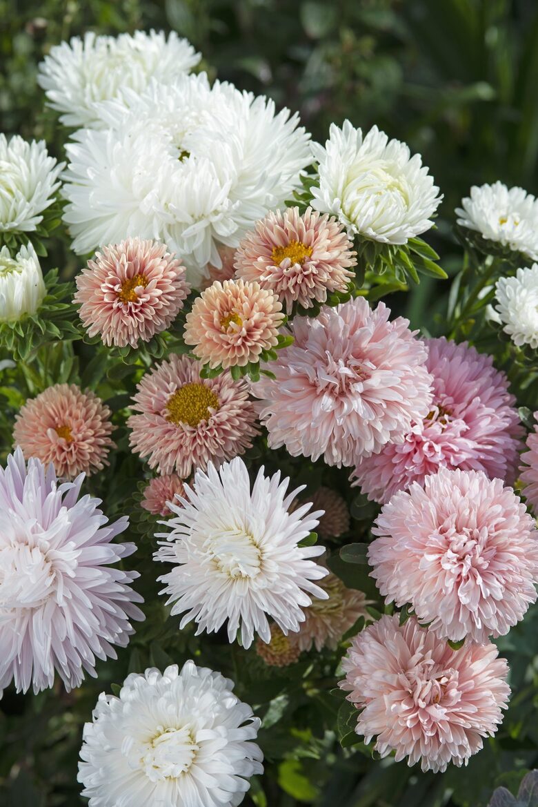 Ķīnas asteres ‘The Roses mixture’ (Callistephus chinensis) 0,1g