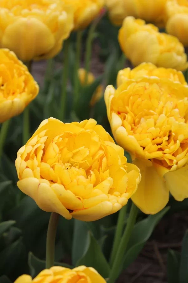 Tulpe 'Yellow pomponette', 5 sīpoli