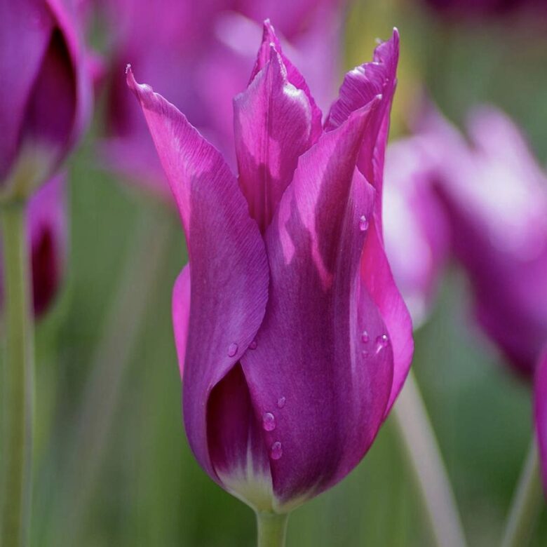 Tulpe 'Purple Dream', 5 sīpoli 