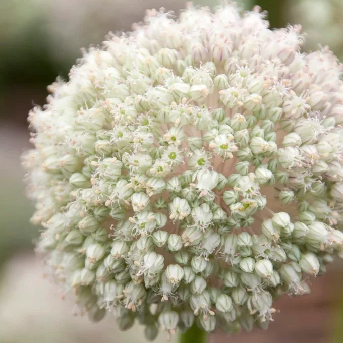 Dekoratīvais sīpols 'Ping pong', 10 sīpoli