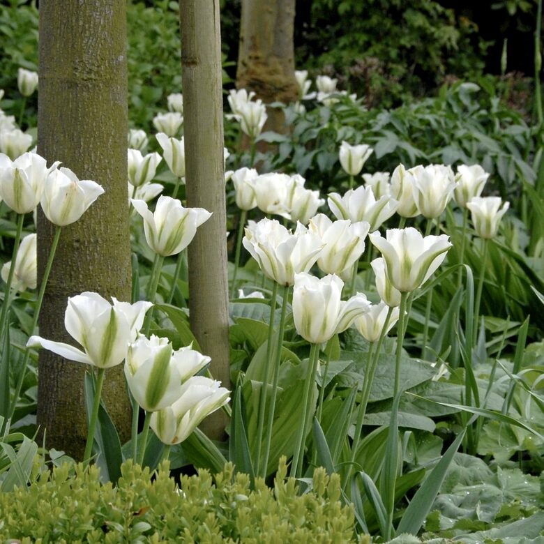 Tulpe 'Spring Green', 5 sīpoli