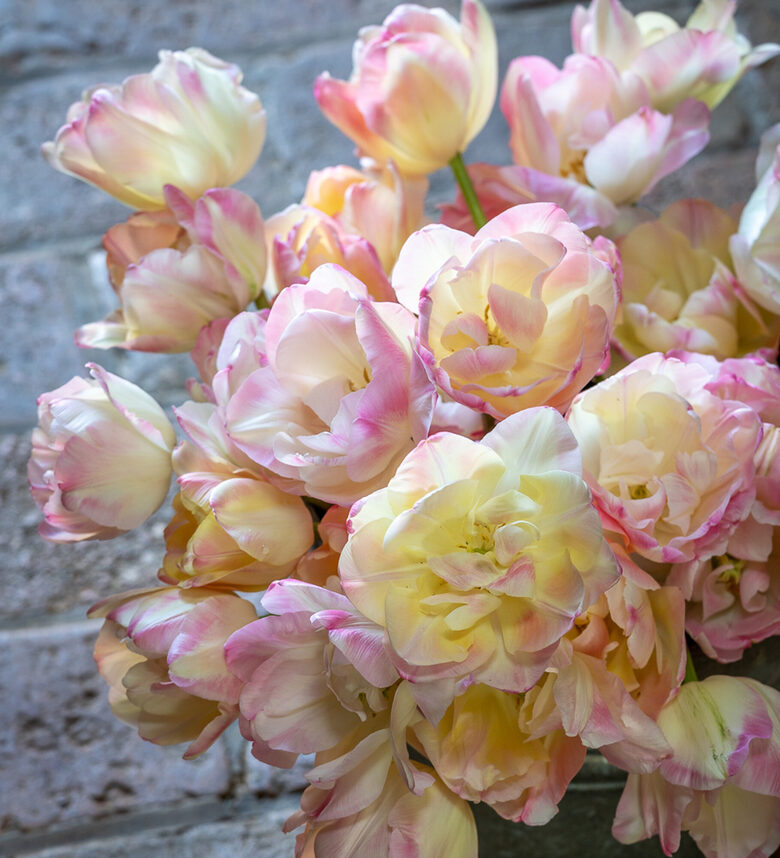 Tulpe 'Creme upstar', 5 sīpoli