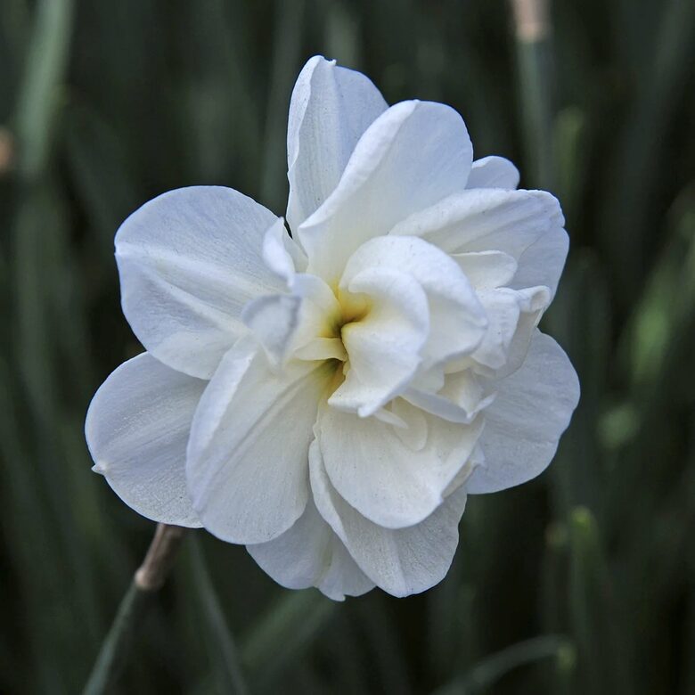 Narcise 'Rose of May', 5 sīpoli