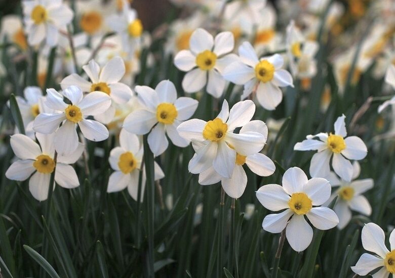 Narcise 'White Lady', 5 sīpoli