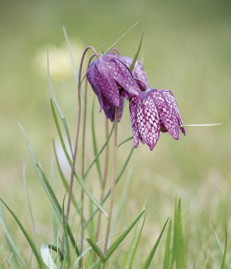 Rūtainā fritilārija, 10 sīpoli