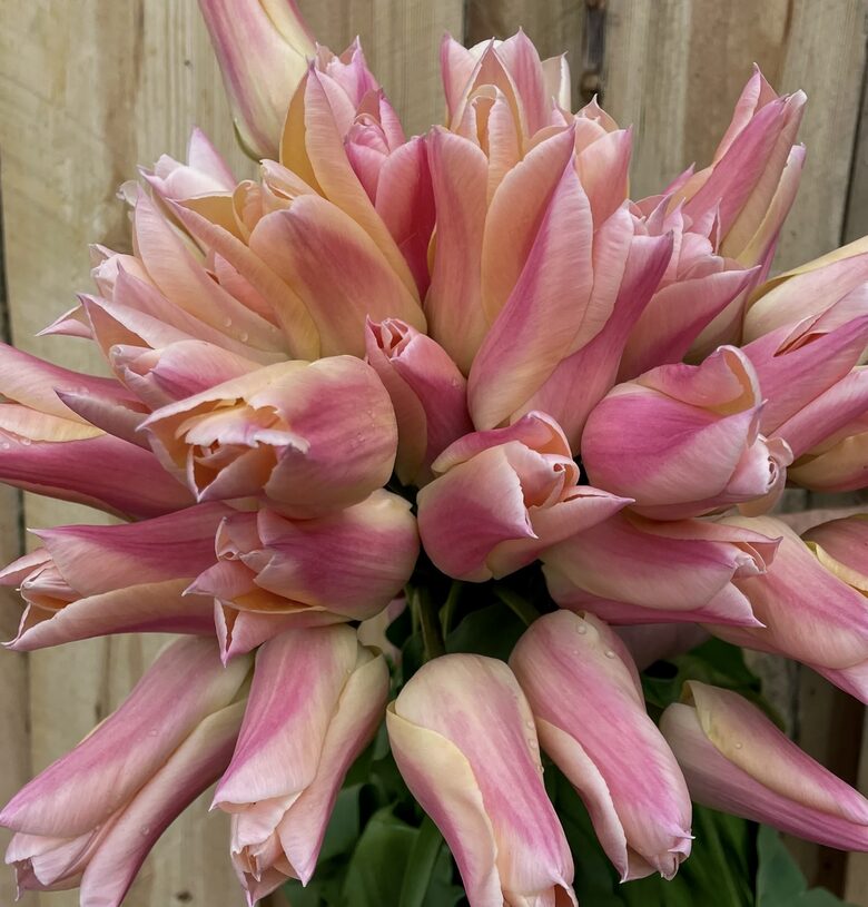 Tulpe 'Sanne', 5 sīpoli