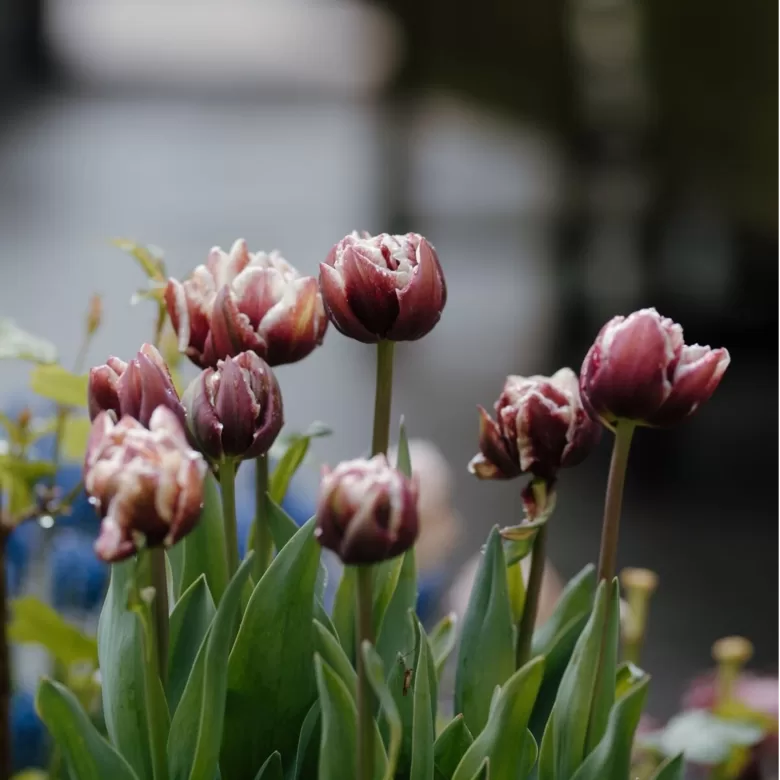 Tulpe 'Wyndham', 5 sīpoli