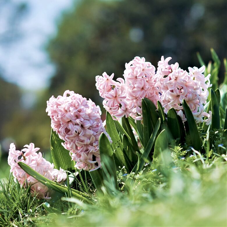 Hiacinte 'Fondant', 3 sīpoli