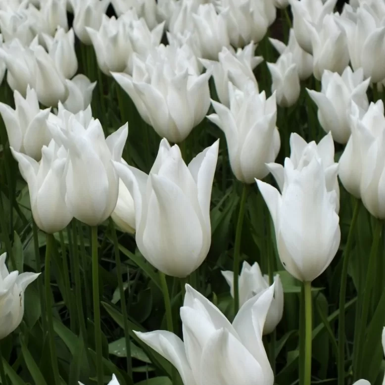 Tulpe 'White Triumphator', 5 sīpoli
