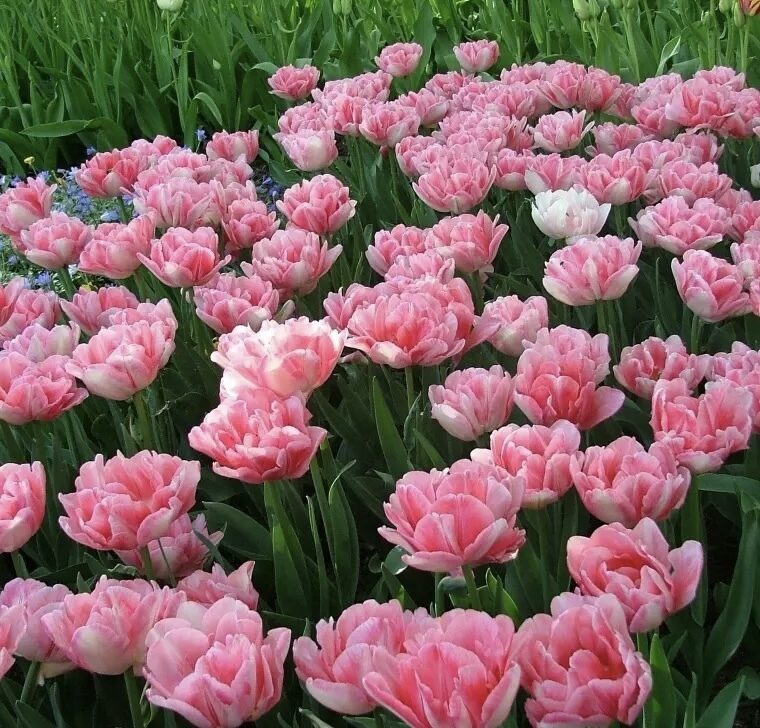 Tulpe 'Foxtrot', 5 sīpoli