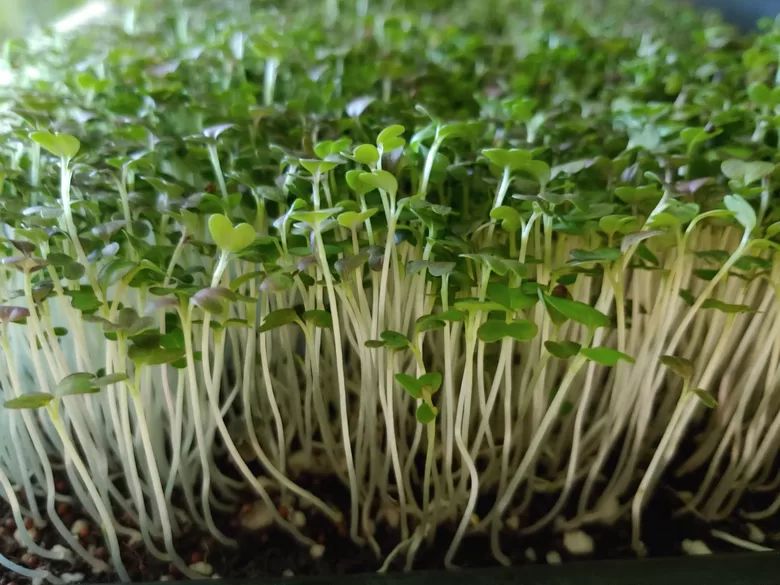 Kale, mikrozaļumiem (Brassica oleracea var. sabellica) 30g