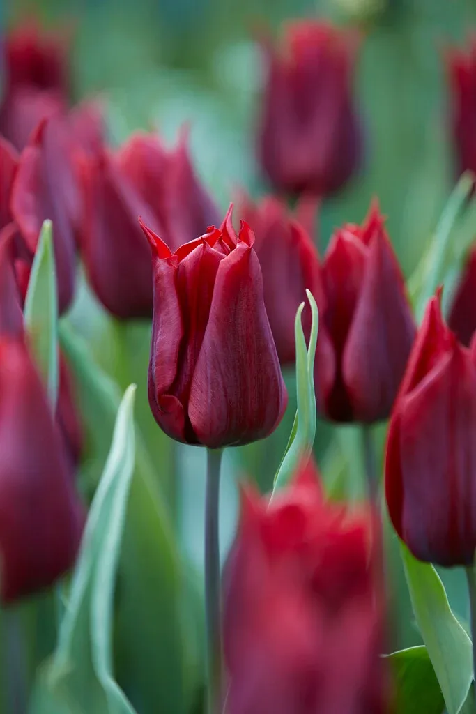 Tulpe 'Lasting Love' 5 sīpoli