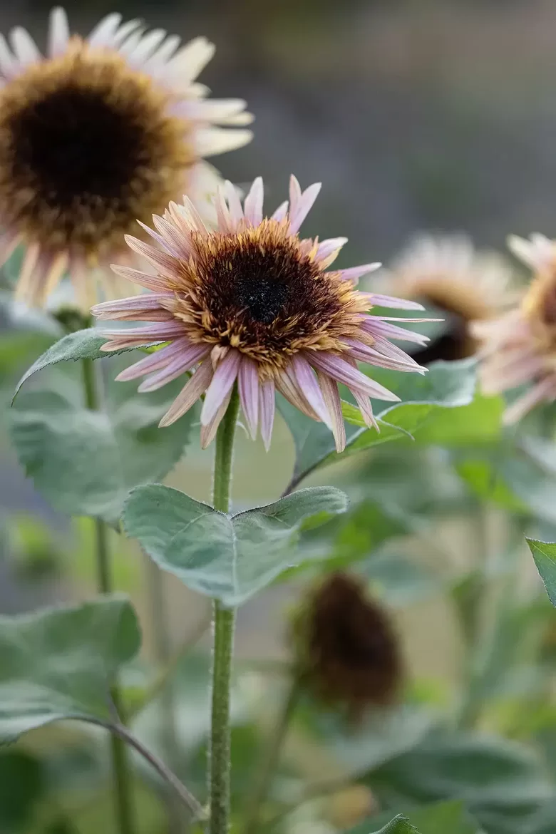 Saulespuķe 'Astra Rose' (Helianthus annuus), 10 sēklas
