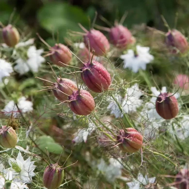 Damaskas nigella ‘Albion Black Pod’ (Nigella damascena) 0,5g