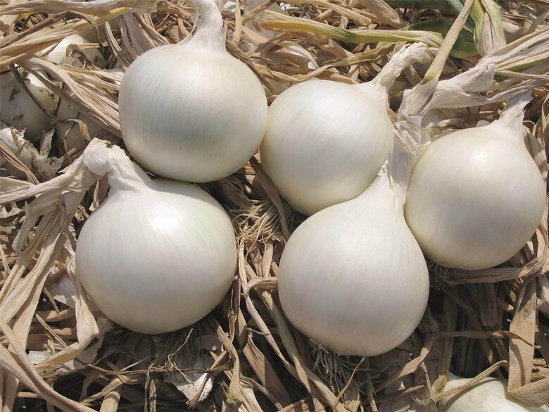 Dārza sīpols 'White Magic' F1 (Allium Cepa) 0,5g