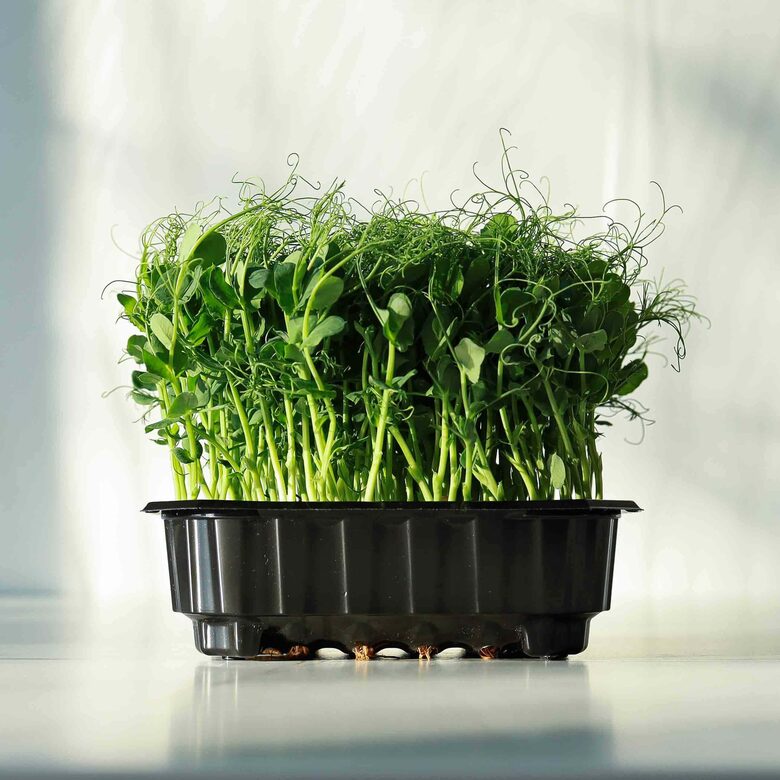 Zirņi 'Foxy', mikrozaļumiem (Pisum sativum), 100g