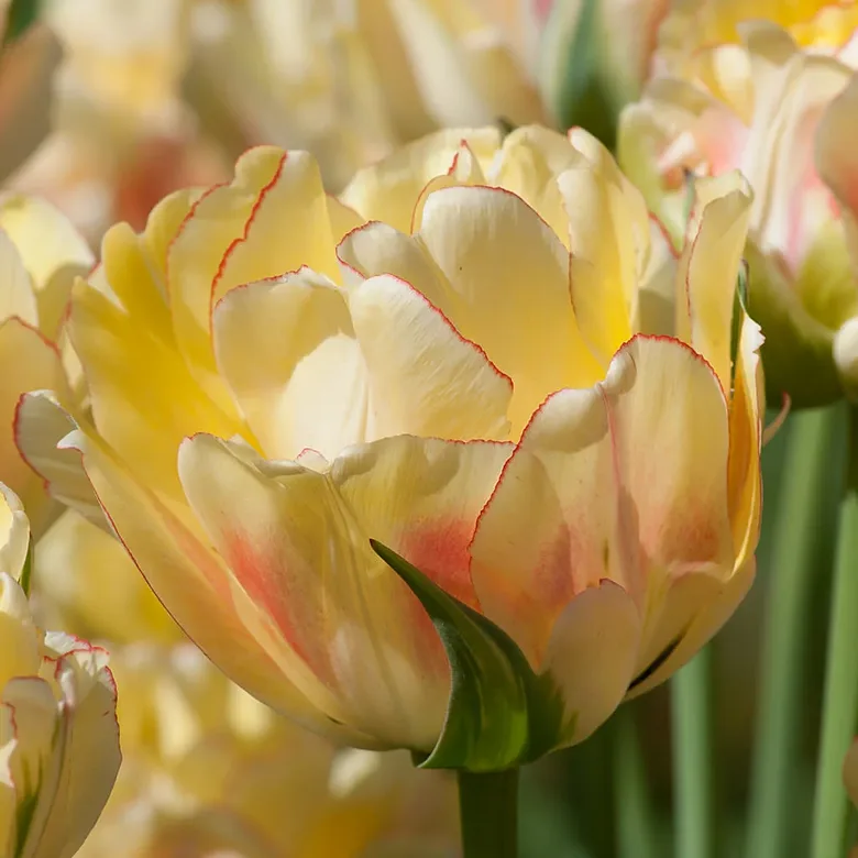 Tulip ‘Akebono’ 5 bulbs