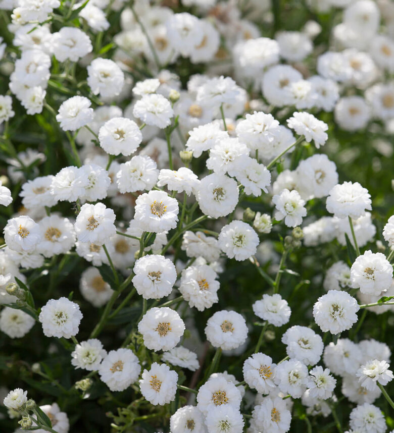Šķavu pelašķis ‘The Pearl’ (Achillea ptarmica) 20 sēklas