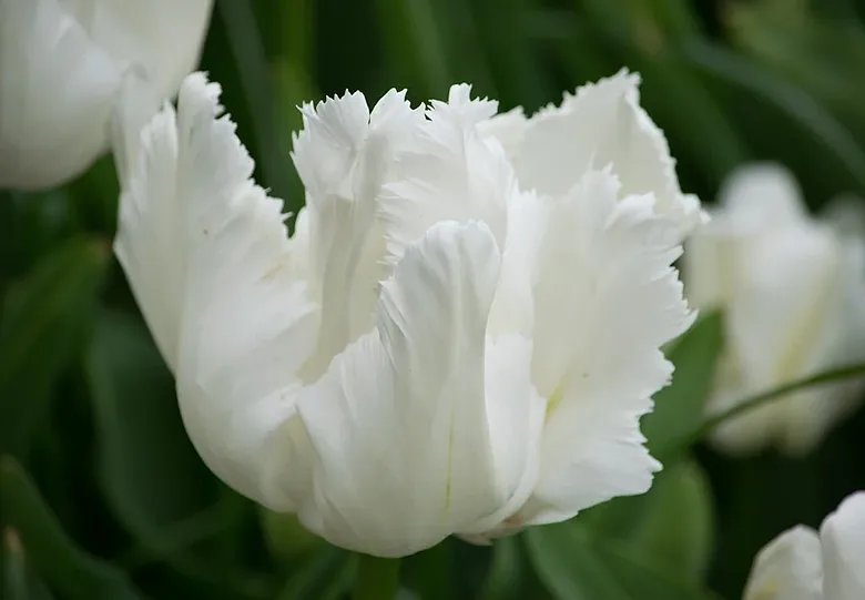 Tulpe 'White Parrot' 5 sīpoli
