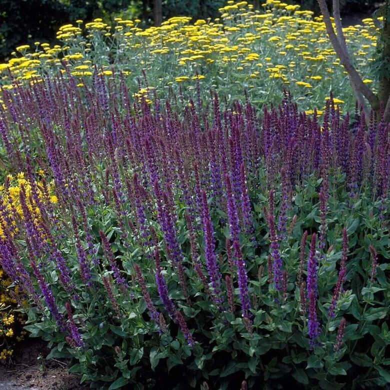Izcilā salvija 'Blue Queen' (Salvia x superba), 10 sēklas