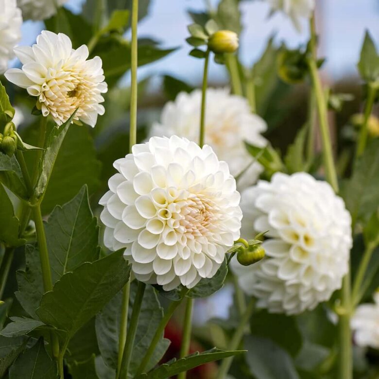 Dahlia 'Boom boom White' 1 tuber