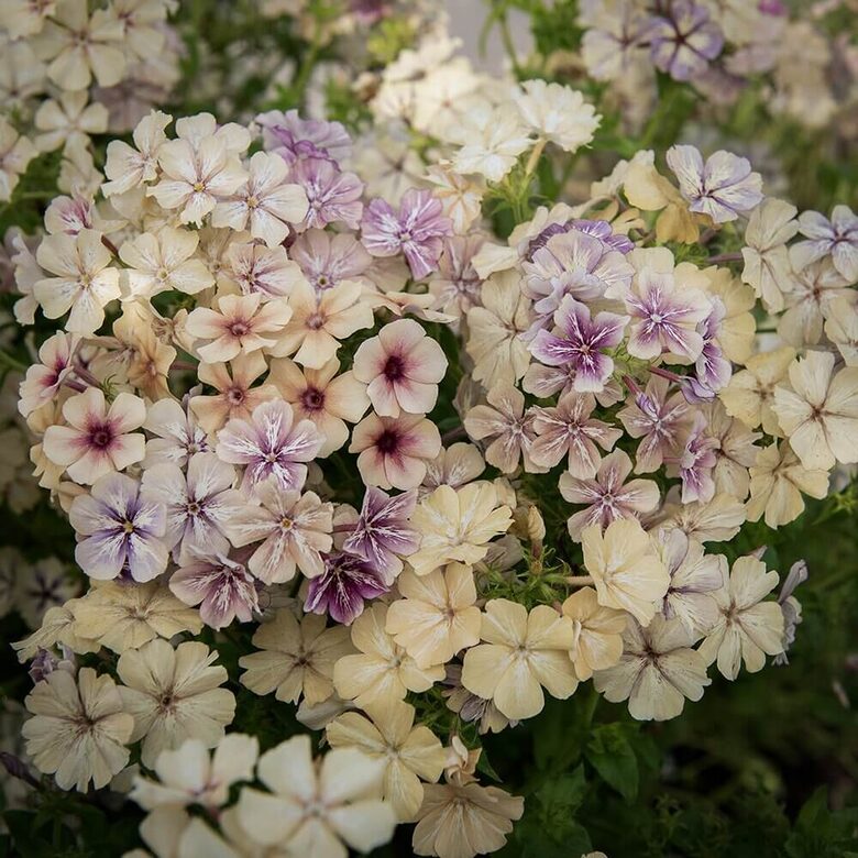 Drumonda floksis 'Creme Brulee' (Phlox drummondii Grandiflora) 0,1g