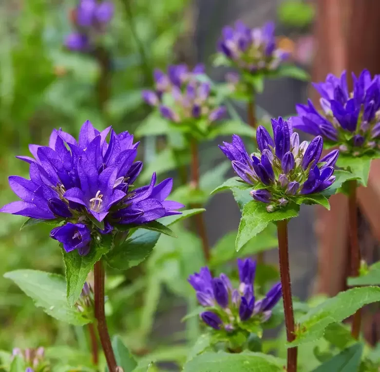 Kamolainā pulkstenīte (Campanula Glomerata) 0,1g