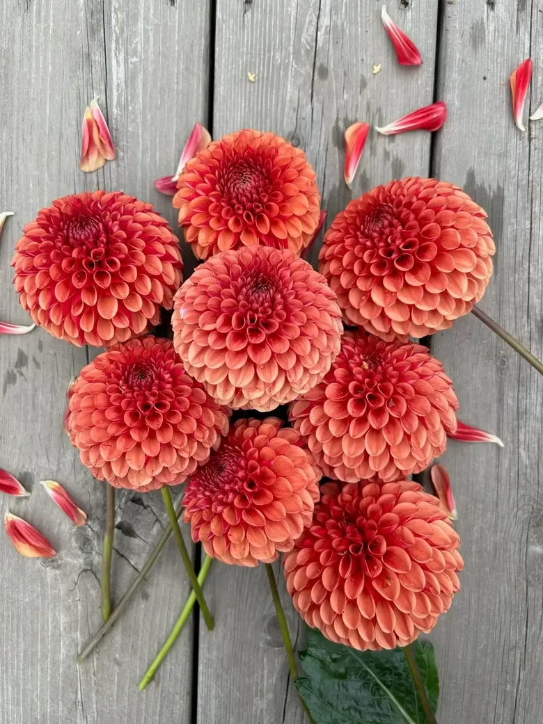 Dālija 'Copper Boy' 1 gums