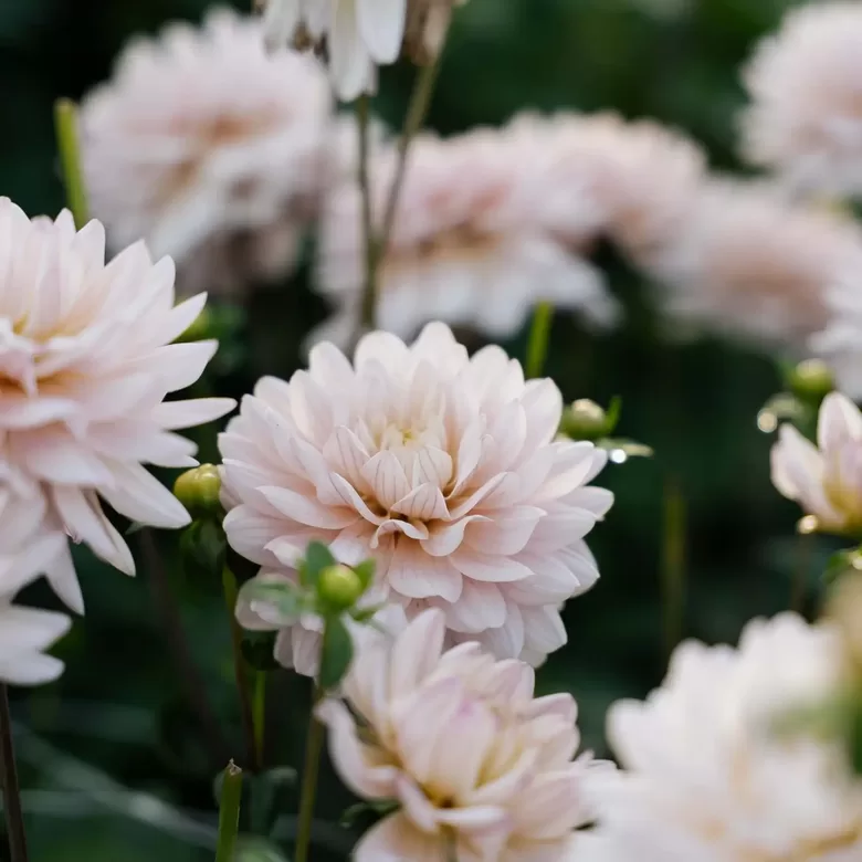 Dahlia 'Diana's Memory' 1 tuber (II size)