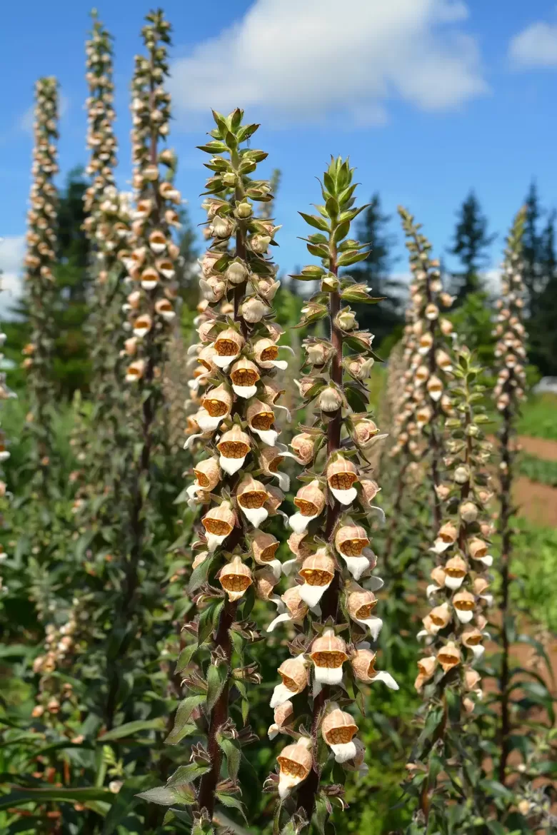 Vilnainā uzpirkstīte 'Café creme' (Digitalis lanata) 10 sēklas