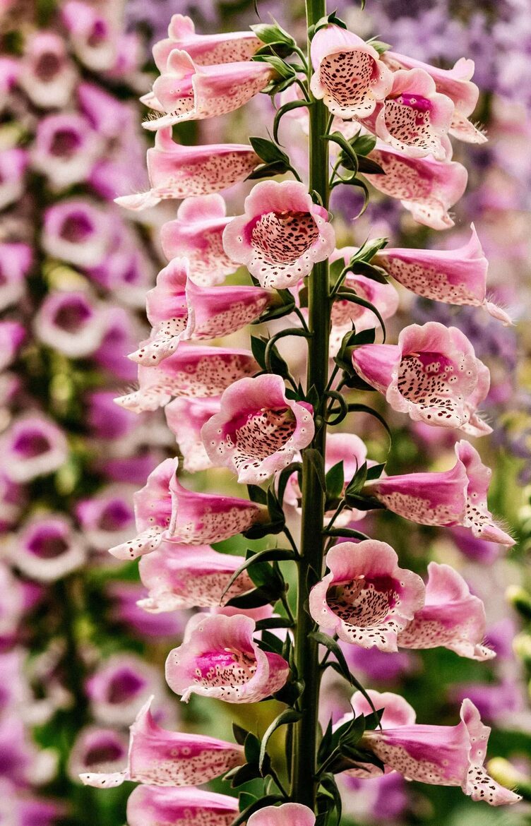 Purpursarkanā uzpirkstīte ‘Dottie Warm Rose’ F1 (Digitalis purpurea) 10 sēklas