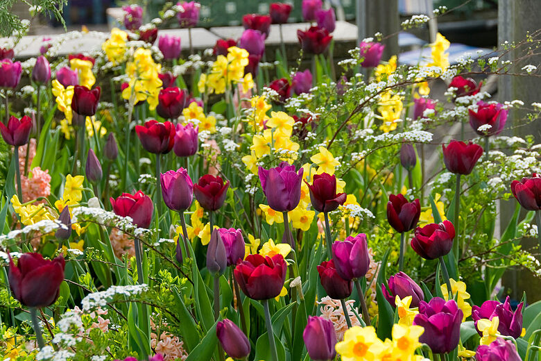 Flower bulb mixture 'Evening elegance' 50 bulbs