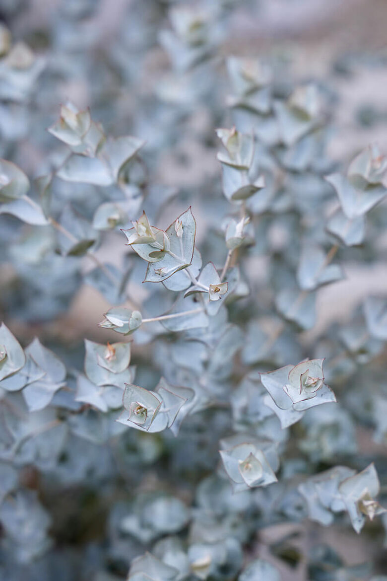Eucalyptus ‘Moon Lagoon’ (Eucalyptus latens)