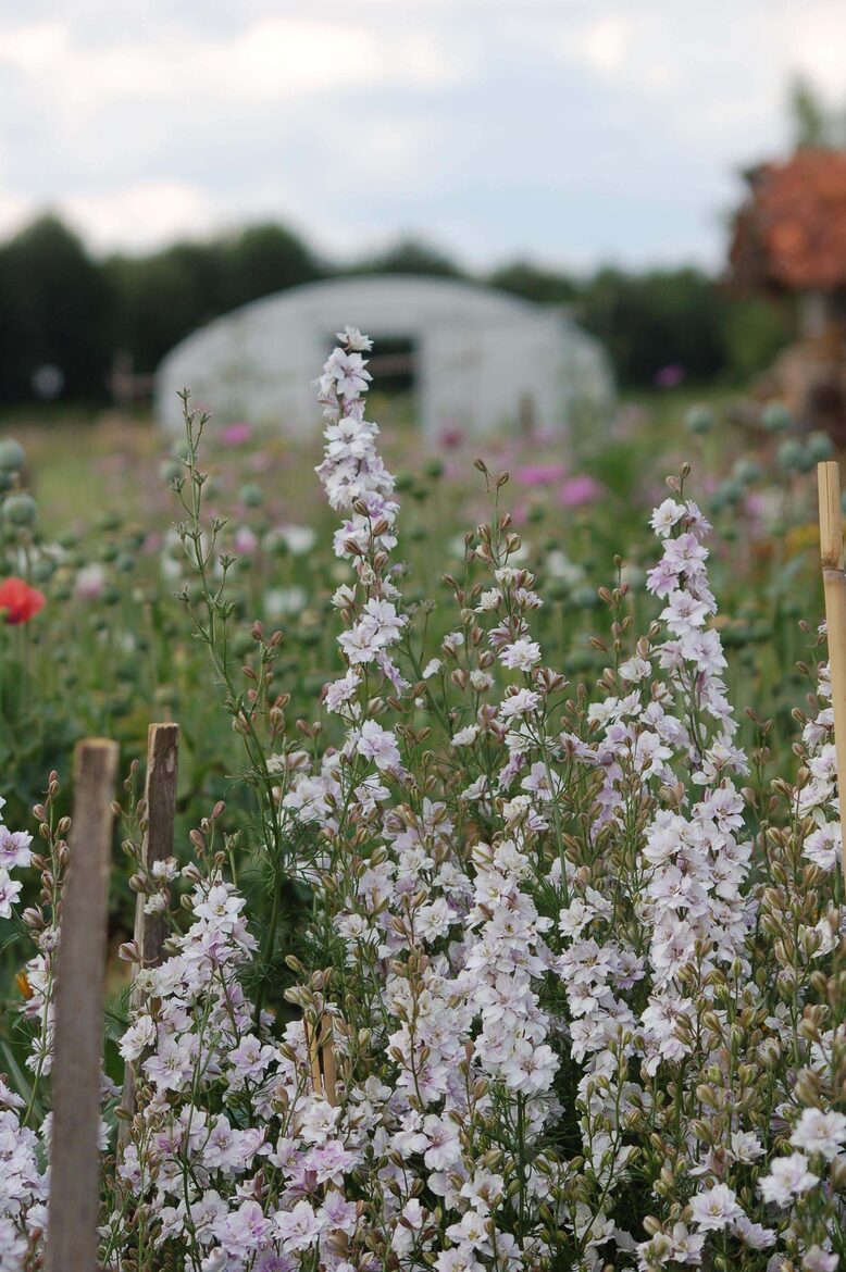 Vasaras delfīnija 'Fancy Smokey Eyes' (Delphinium consolida) 0,1g
