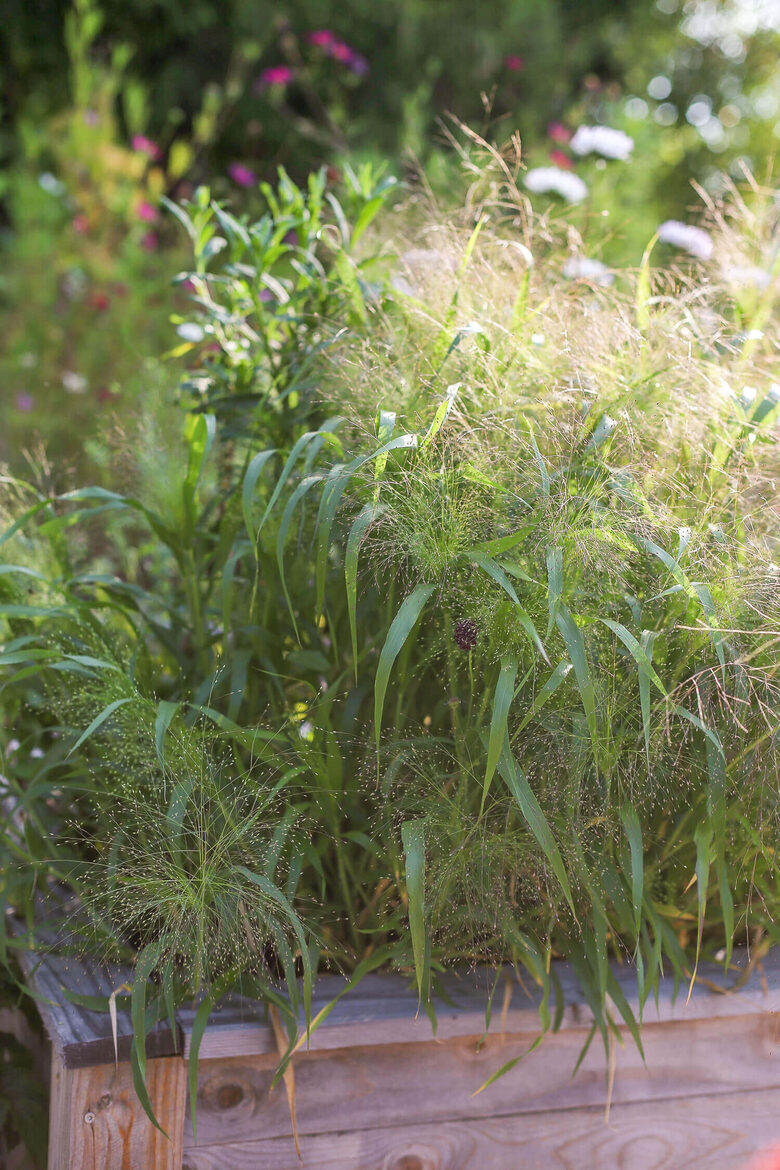 Switchgrass 'Frosted explosion' (Panicum Elegans), 25 seeds