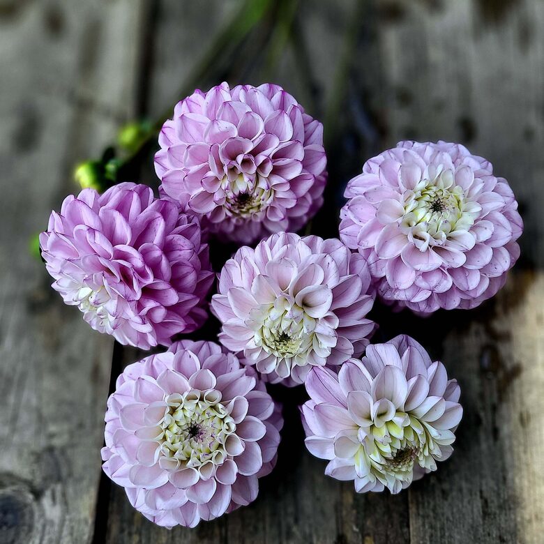 Dālija 'Genova' 1 gums