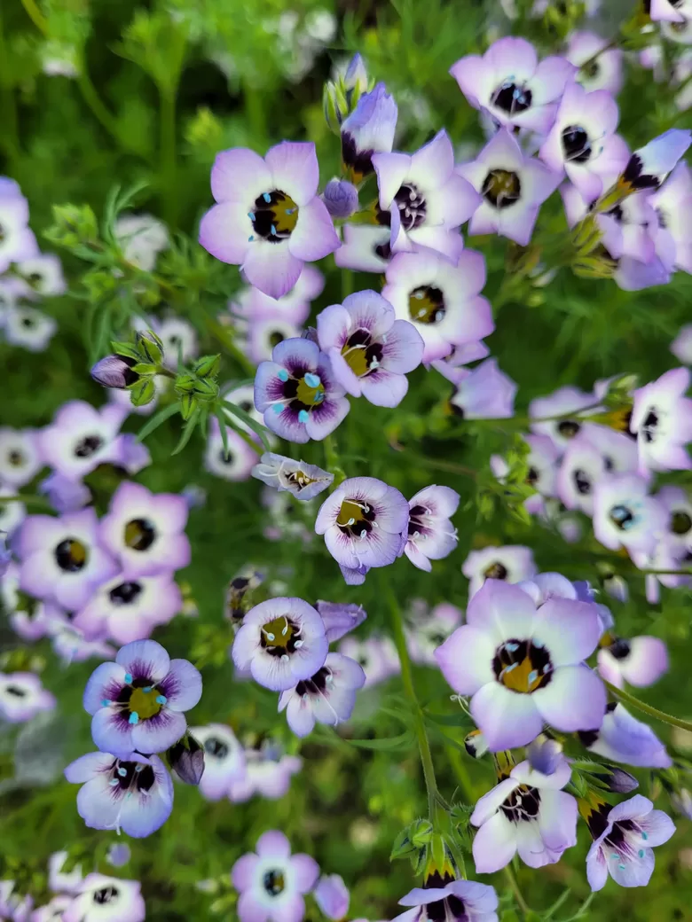 Trīskrāsu gilija (Gilia tricolor) 0,2g