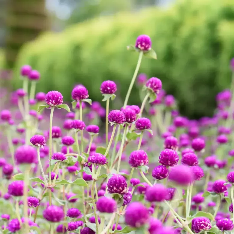 Lodveida gomfrēna 'Purple' (Gomphrena globosa) 20 sēklas