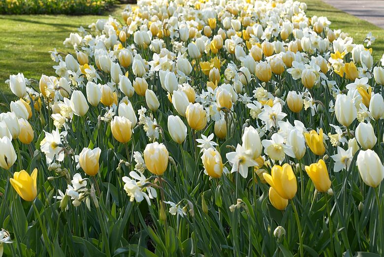 Flower bulb mixture 'Lemon sorbet' 50 bulbs