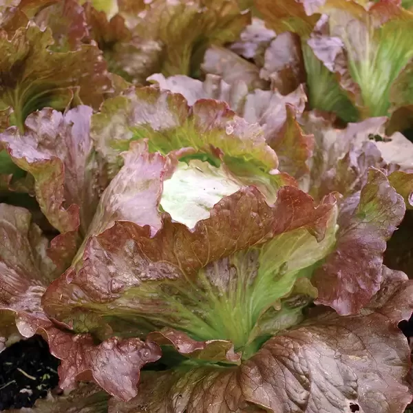 Ledussalāti 'Red Iceberg' (Lactuca sativa) 0,5g