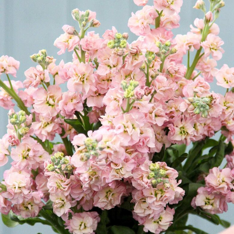 Lefkoja 'Iron Cherry Blossom' (Matthiola incana) 