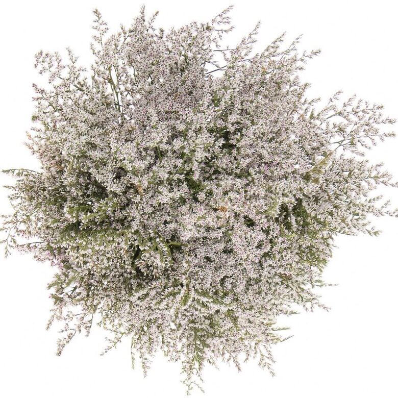 Tatāru limonija (Goniolimon tataricum) 20 sēklas