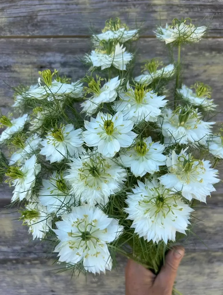 Damaskas nigella 'Albion Green Pod' (Nigella damascena) 0,5g