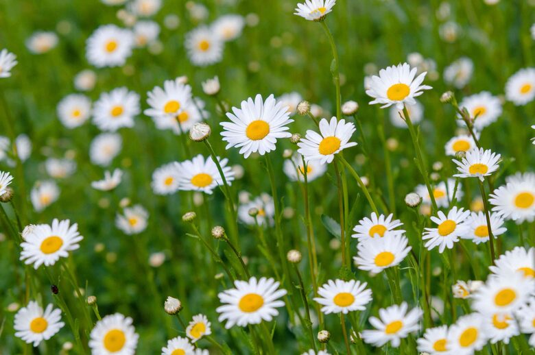 Parastā pīpene (Leucanthemum vulgare)
