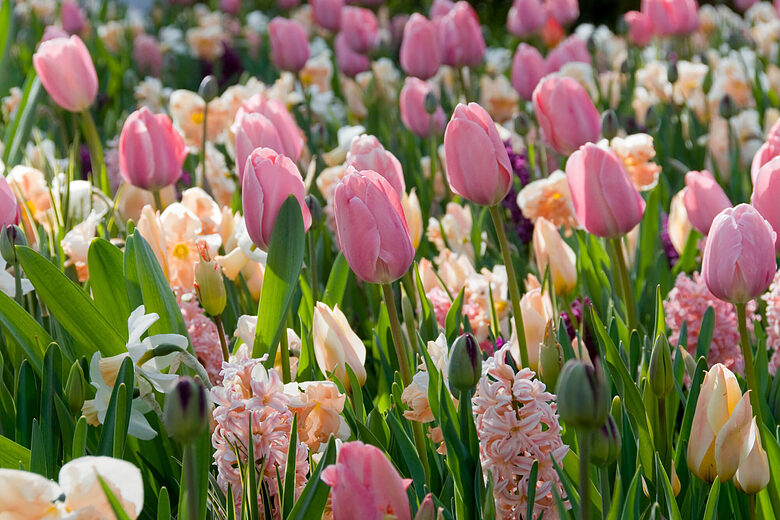 Flower bulb mixture 'Pink Pastel Shades' 50 bulbs
