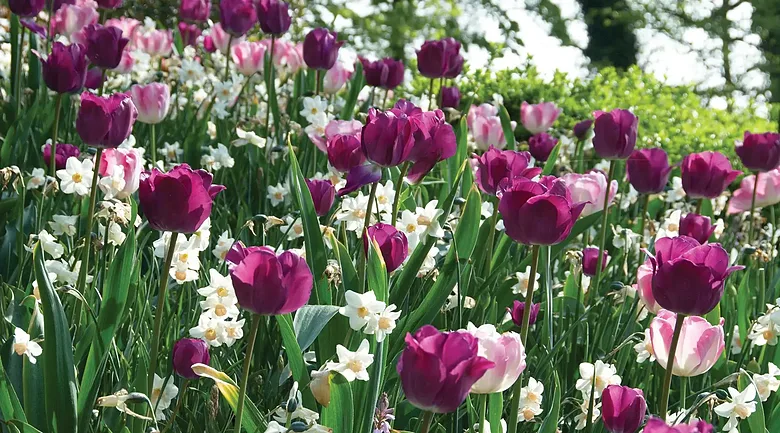 Sīpolpuķu maisījums ‘Purple & White’ 50 sīpoli