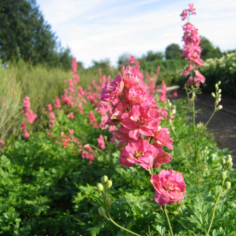 Vasaras delfīnija 'Rose Queen' (Delphinium consolida) 0,1g